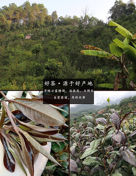 Yi Wu Mountain Ancient Tree Black Tea