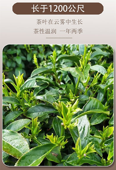 Taiwanese Jin Xuan High-mountain Milk Oolong Tea